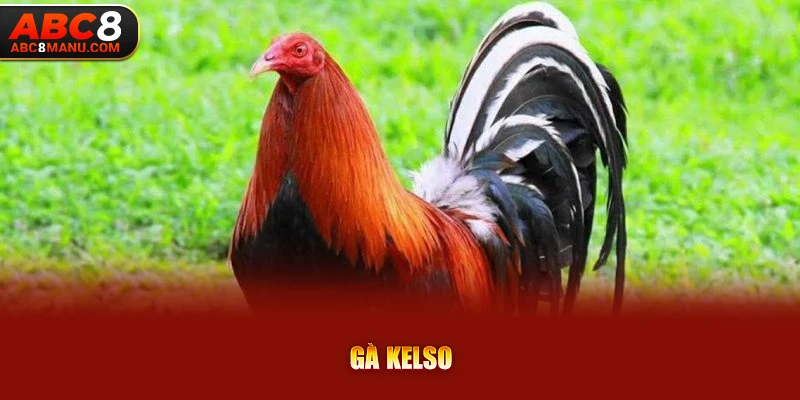 Gà Kelso