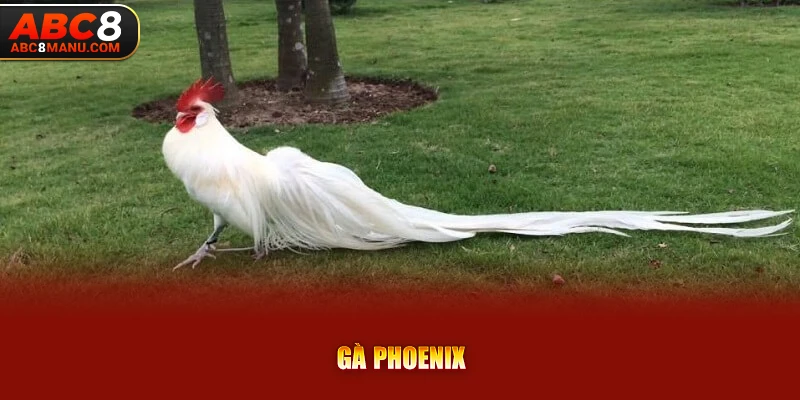 Gà phoenix