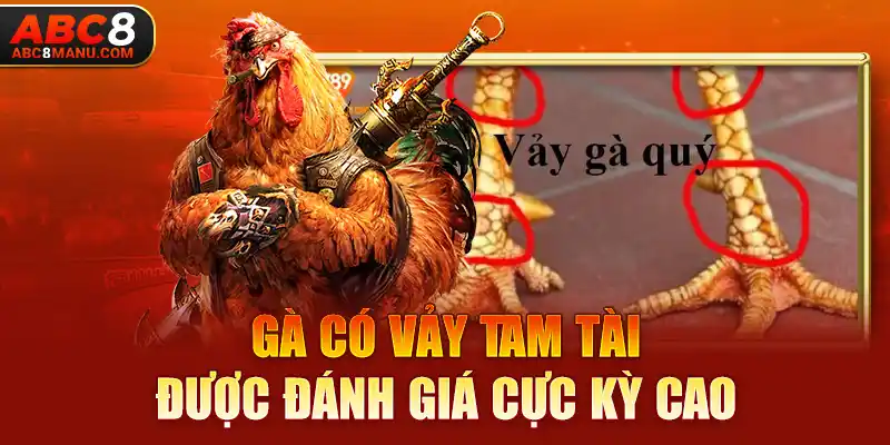 Gà có vảy tam tài được đánh giá cực kỳ cao