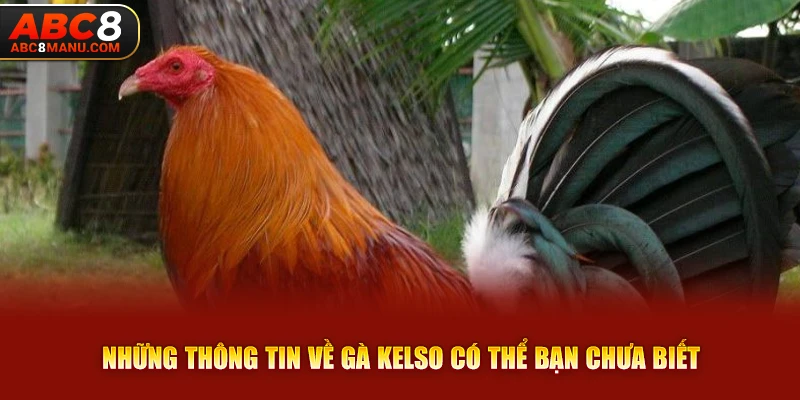 Những thông tin về gà Kelso có thể bạn chưa biết