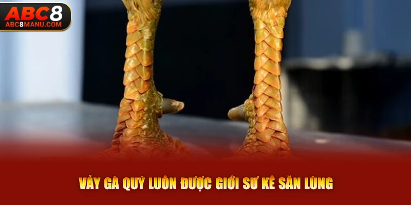 Vảy gà quý luôn được giới sư kê săn lùng