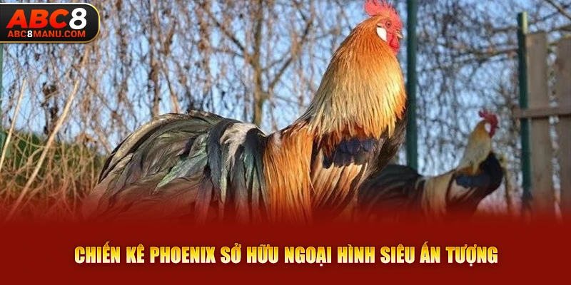 Chiến kê Phoenix sở hữu ngoại hình siêu ấn tượng