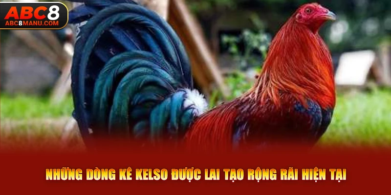 Những dòng kê Kelso được lai tạo rộng rãi hiện tại