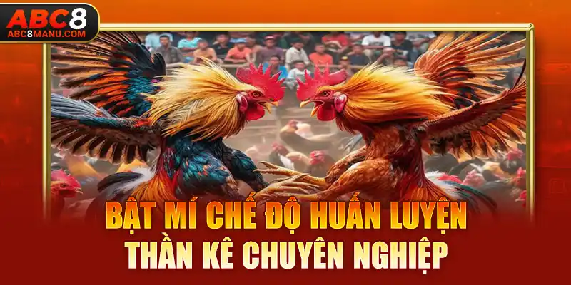 Bật mí chế độ huấn luyện thần kê chuyên nghiệp