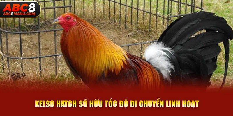 Kelso Hatch sở hữu tốc độ di chuyển linh hoạt