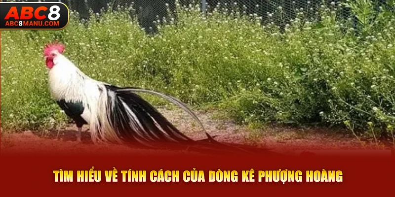 Tìm hiểu về tính cách của dòng kê Phượng Hoàng